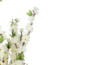 Preview: Bavary | Dekoratif Çiçek | Beyaz | 130x38cm | By-ths-2 Preview: Bavary | Dekoratif Çiçek | Beyaz | 130x38cm | By-ths-2